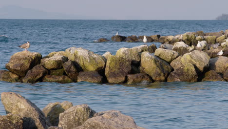 seagulls-sitting-on-rocks-in-the-water