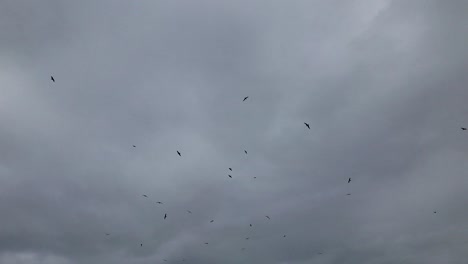 A-lot-of-seagull's-circling-above-with-gray-sky-in-the-background