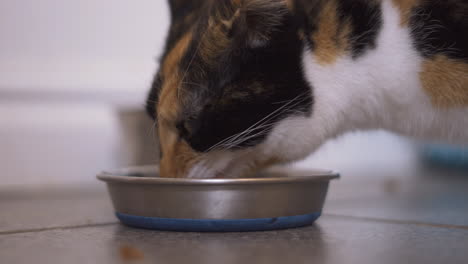 Cat-eating-from-its-bowl-in-a-kitchen