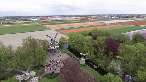 Eine-Drohnenaufnahme-Der-Niederländischen-Tulpenfelder-Und-Einer-Windmühle-Im-Vordergrund,-Schwenk-Nach-Links,-Die-Niederlande