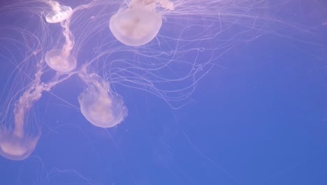 Medusas-Venenosas-Que-Fluyen-Con-La-Corriente
