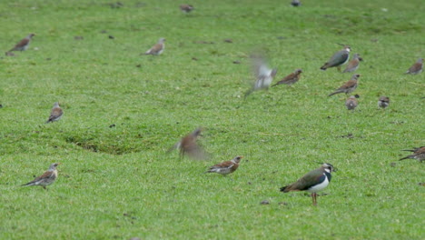 A-group-of-Fieldfares,-Lapwings-and-Starlings-feeding-on-a-farmers-field,-in-the-North-Pennines-County-Durham-UK