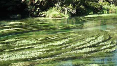 SLOWMO---Water-plants-in-pristine-clear-Blue-Spring-Putaruru,-New-Zealand