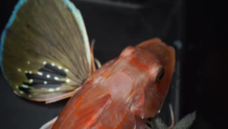 SLOWMO---Red-Gurnard-New-Zealand-fish-freshly-caught
