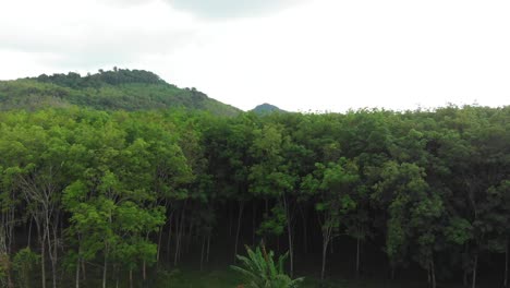 árboles-De-Caucho-En-Tailandia---disparo-De-Drones