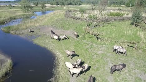 Aerial-view-of-wild-Konik-horses-in-National-Park-Oostvaarders-plassen,-Flevoland,-the-Netherlands