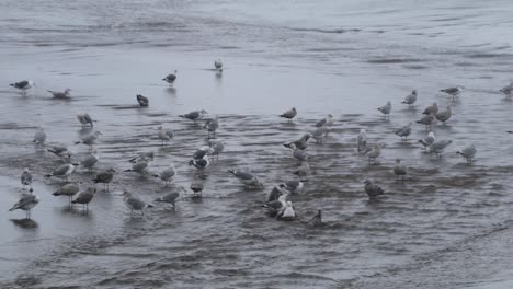 A-group-of-Western-Seagulls-bathing-in-a-shallow-stream-that-empties-into-the-ocean