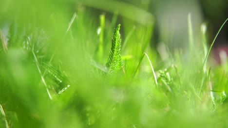 Grass-view-with-bokeh-and-light