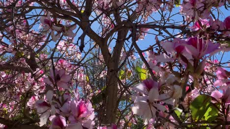 Magnolienrosablüten-Auf-Baum-Und-Sonneneruptionen