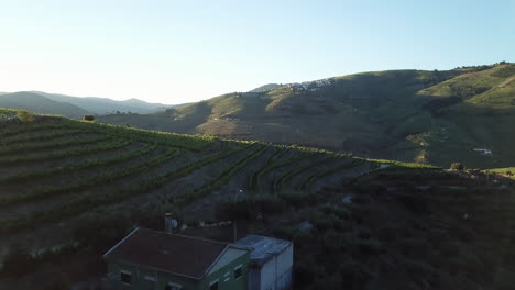 Flying-over-a-house-and-rows-of-grape-vines-on-a-hilltop-vineyard-at-early-morning-in-Douro-Valley,-Portugal