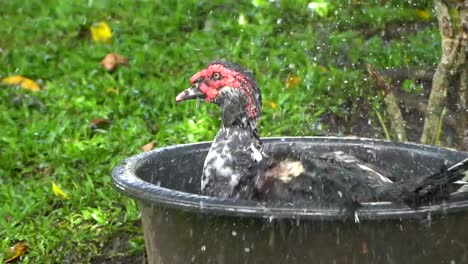 Slow-motion-large-male-domestic-duck-washes-swims-bathes-in-small-tub-of-water