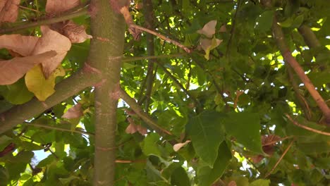 rotating-view-of-green-tree-canopy,-shot-in-marbella,-malaga,-spain