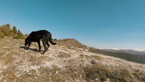 Black-labrador-dog-walking-on-a-mountain-cliff-in-autumn
