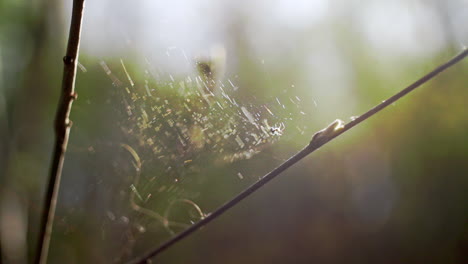 Nahaufnahme-Eines-Spinnennetzes-Mit-Einer-Kleinen-Spinne