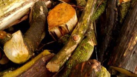 Close-up-of-a-wood-pile-containing-logs-and-sticks