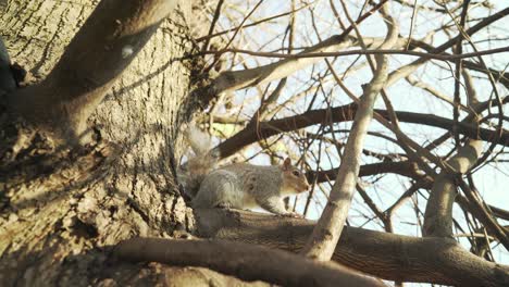 A-curious-squirrel-on-a-tree-branch