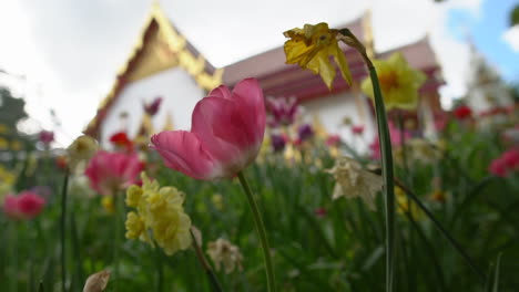 Zoom-in-through-a-tulip-and-daffodil-flower-field-revealing-a-magnificent-view-of-a-hidden-Thai-Buddhist-Temple