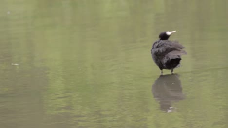 Coot-water-bird-grooming-on-the-lake