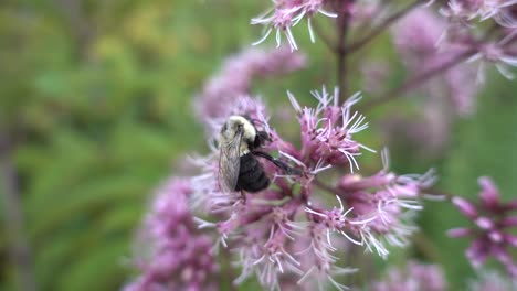 Bee-hovering-on-pink-purple-flower-and-then-flies-away