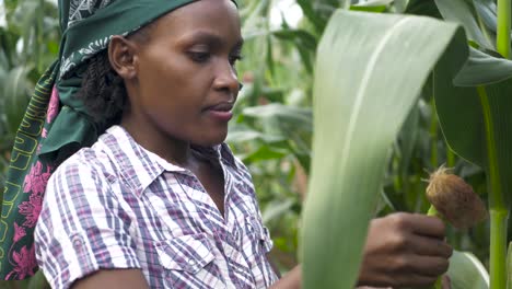 A-close-up-shot-of-an-African-womans-hand-picking-corn-from-a-stalk-and-then-panning-to-her-face-while-in-slow-motion