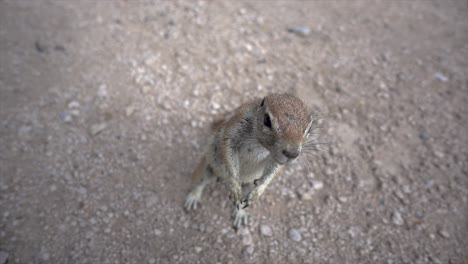 Slomo-Nahaufnahme-Eines-Niedlichen-Wilden-Afrikanischen-Eichhörnchens,-Das-In-Die-Kamera-Schaut