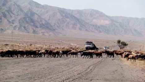 Driving-around-Naryn-Kyrgyzstan-beautiful-untouched-wilderness-landscapes
