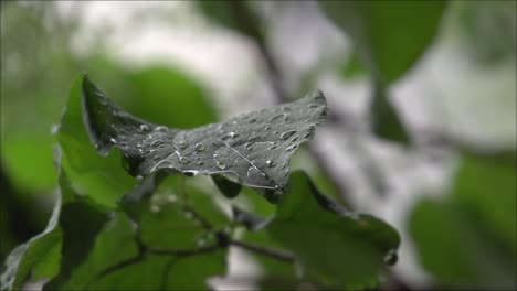 Water-drops-landing-in-slow-motion-on-a-leaf