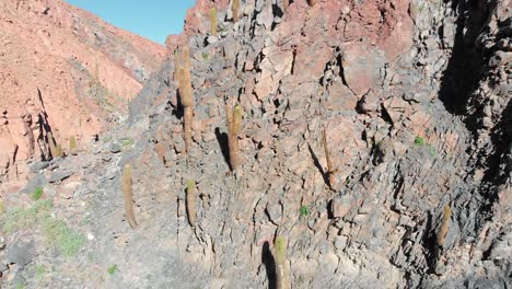 Aerial-cinematic-shot-inside-going-down-a-popular-giant-cactus-canyon-trekking-spot-near-San-Pedro-de-Atacama-in-the-Atacama-Desert,-northern-Chile,-South-America
