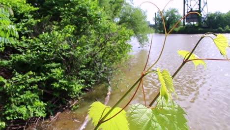 Greenery-grows-along-the-Cuyahoga-Riverbank-where-the-river-once-burned