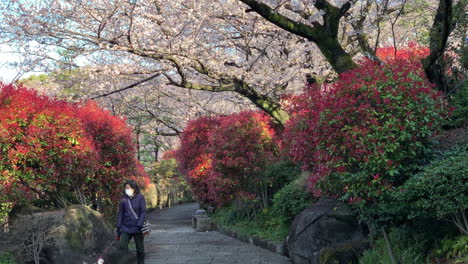 The-Asukayama-Park-with-colourful-shrubs,-fuchsia-cherry-blossoms-and-a-woman-walks-with-a-small-dog-on-trails