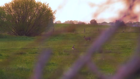 Two-European-roe-deer-walking-and-eating-on-a-field-in-the-evening,-golden-hour,-medium-shot-from-a-distance-trough-the-bushes