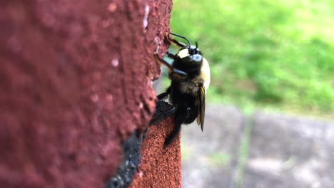 Bumblebee-on-a-brick-wall