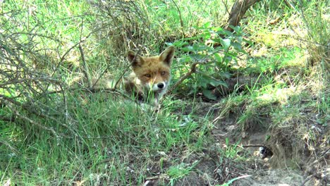 A-red-fox-is-lying-in-the-grass
