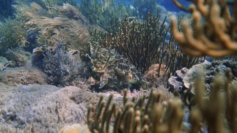 Ein-Gut-Versteckter,-Getarnter-Tintenfisch-Schwebt-Im-Farbenfrohen-Korallenriff