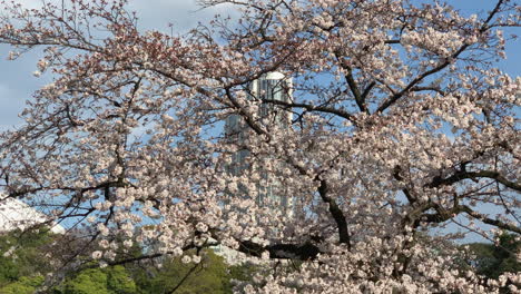 Beautiful-view-of-a-lake-at-Koishikawa-Botanical-Garden-with-cherry-blossoms