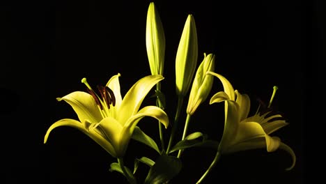Ein-Strauß-Gelber-Lilien-öffnet-Sich-Auf-Schwarzem-Hintergrund