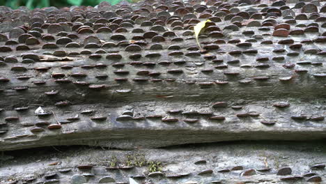 Close-up-of-old-and-new-coins-of-all-sizes-and-nations-hammered-into-a-fallen-wish-tree-in-St-Nectan's-Glen-near-Tintagel-in-northern-Cornwall