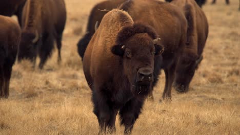 Herd-of-American-Bison-in-the-Rocky-Mountain-Arsenal-National-Wildlife-Refuge