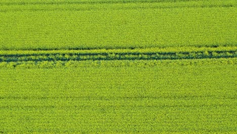 Drone-footage-over-field-of-rapeseed-in-Southern-France,-close-to-the-Pyrenees