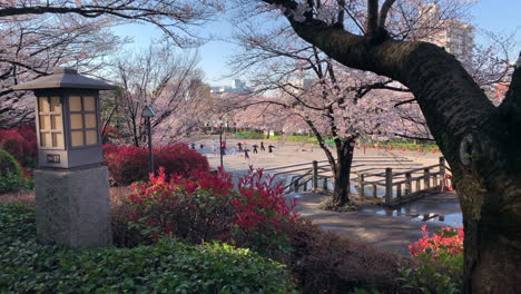 People-practice-tai-chi-at-Asukayama-Park-with-cherry-blossom