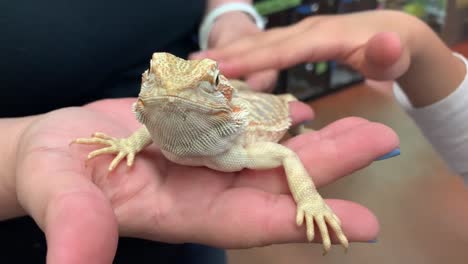 Kids-petting-a-bearded-dragon-lizard-at-a-local-pet-store