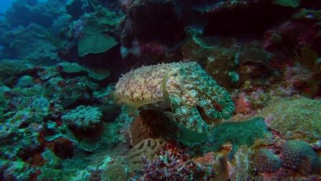 Close-up-shot-of-a-Common-Cuttlefish-in-Kume-Island-OKinawa-Japan