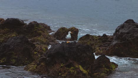 Seagull-in-natural-habitat-on-top-of-volcanic-coastal-rocks-then-flying-off-into-the-Atlantic-Ocean,-near-rural-fishing-village-of-Caniçal-located-in-Madeira-Island