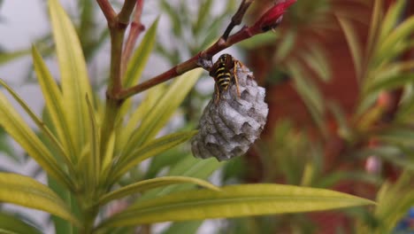 Macro-shot-of-a-wasp-building-its-nest-on-a-flower-to-lay-eggs-in-it