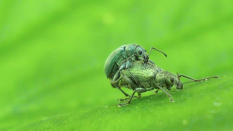 Two-small-green-beetles-mate-on-a-green-leave-in-slow-motion,-macro-shot