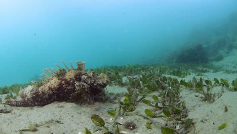 Ein-Giftiger-Steinfisch,-Der-über-Den-Meeresboden-Kriecht