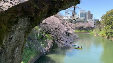 A-panoramic-by-the-Imperial-Palace-moat-at-Chidorigafuchi-Park-with-rowboats-navigating-around-cherry-blossom