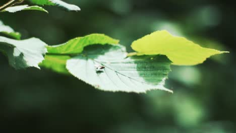 Small-Fly-Resting-On-an-Oak-Leaf-in-The-Summers-Sun