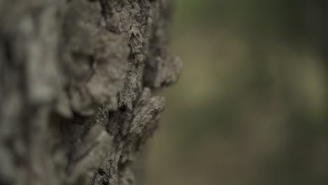 Close-up-shot-of-the-bark-of-a-tree