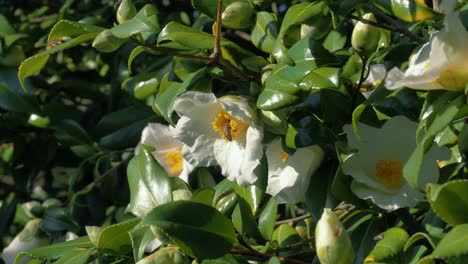 Arbeiterbiene-Bestäubt-Blumen-Im-Frühling---Zeitlupe